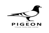 Pigeon Distributorship | Dealership | Franchise Details. Apply Now